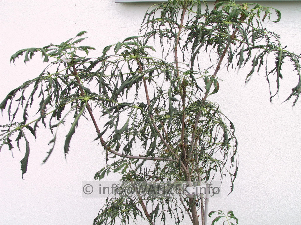 Aesculus Laciniata.JPG